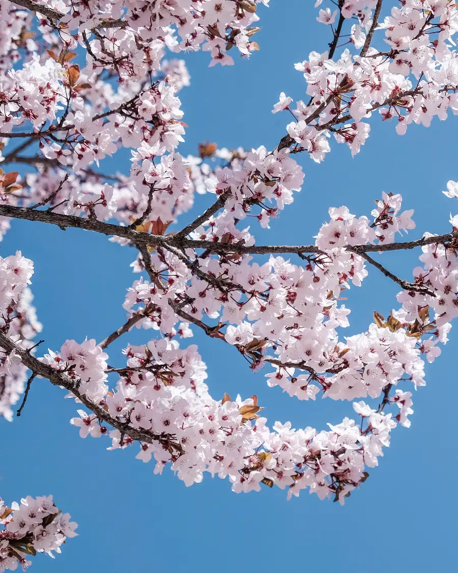 Zweige voller rosa Pfirsichblüten vor blauem Himmel