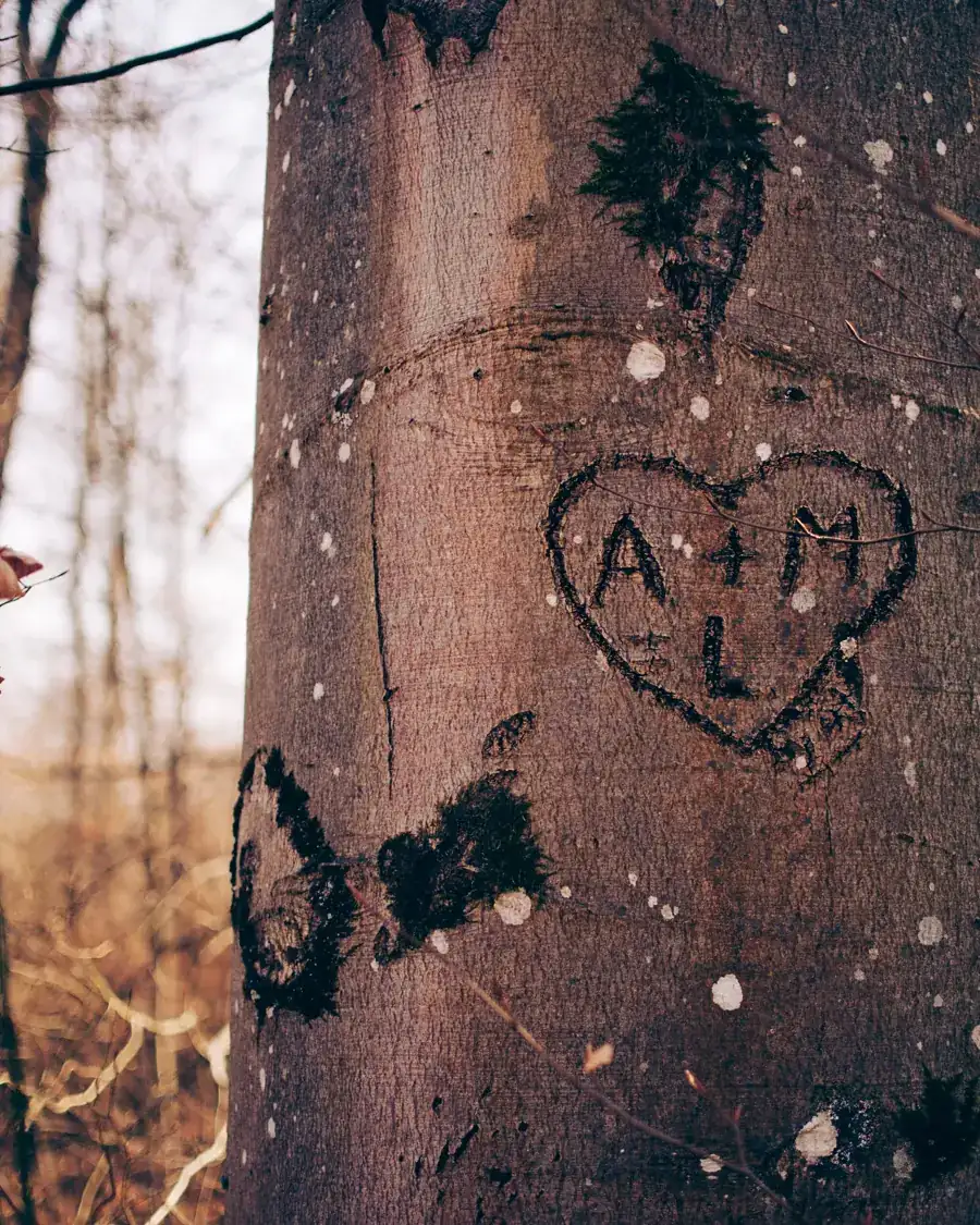 In einen Baum geschnitztes Herz mit Initialen
