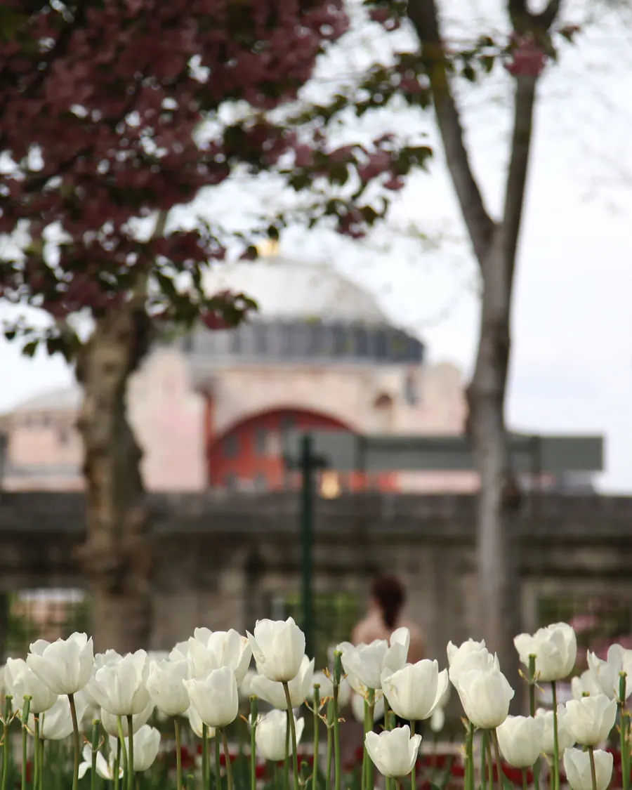 Weiße Tulpen vor der Hagia Sophia in Istanbul